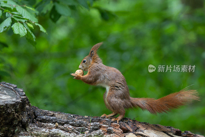 可爱的红松鼠或欧亚红松鼠(Sciurus vulgaris)